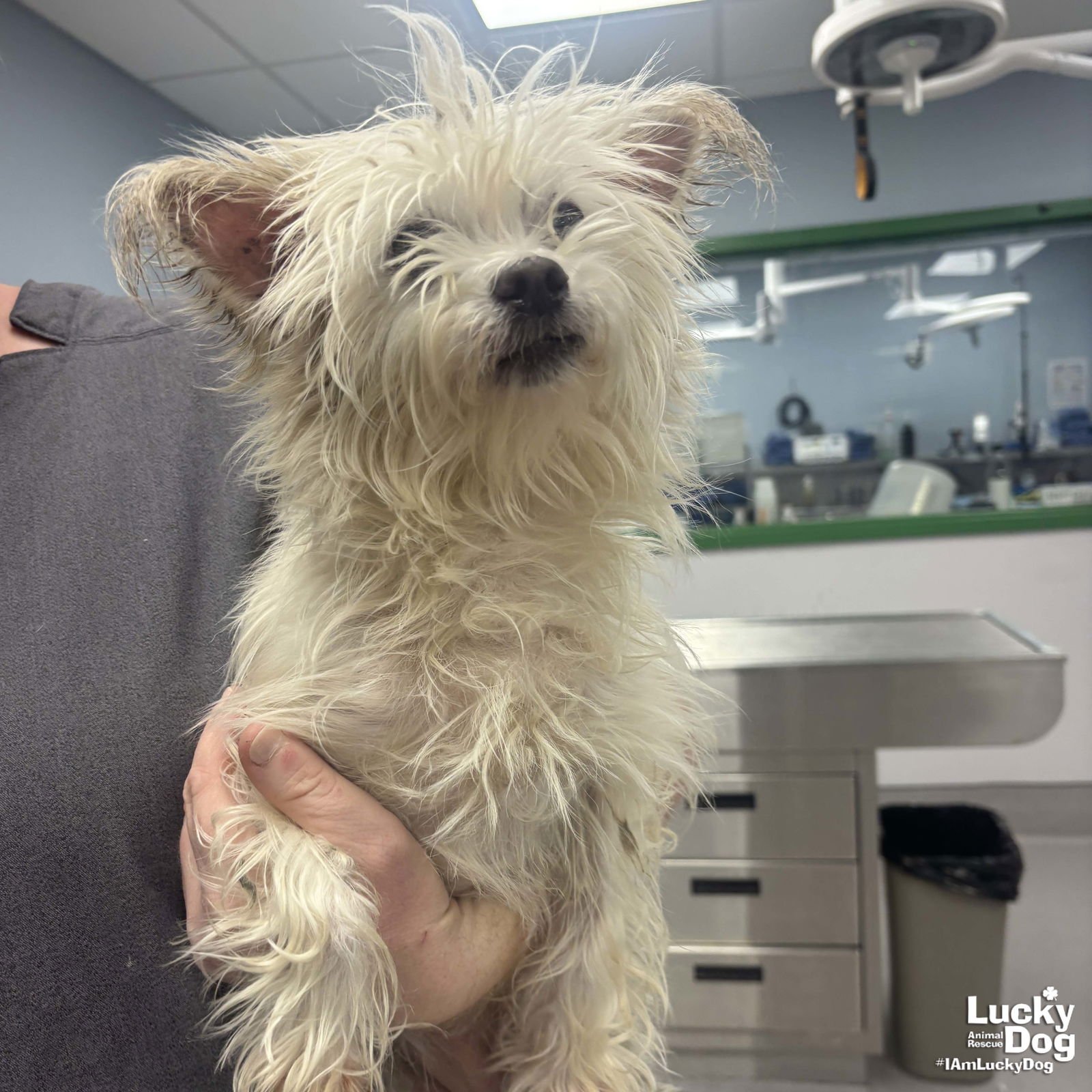 PRINCESS - Maltese available for adoption