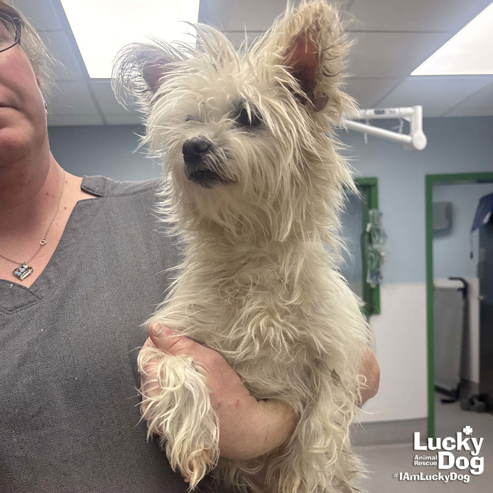 PRINCESS - Maltese available for adoption