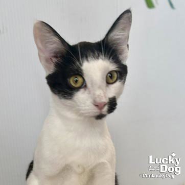 C-REX - Domestic Short Hair available for adoption