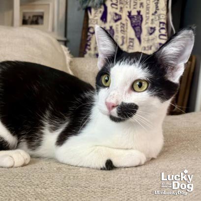 C-REX - Domestic Short Hair available for adoption