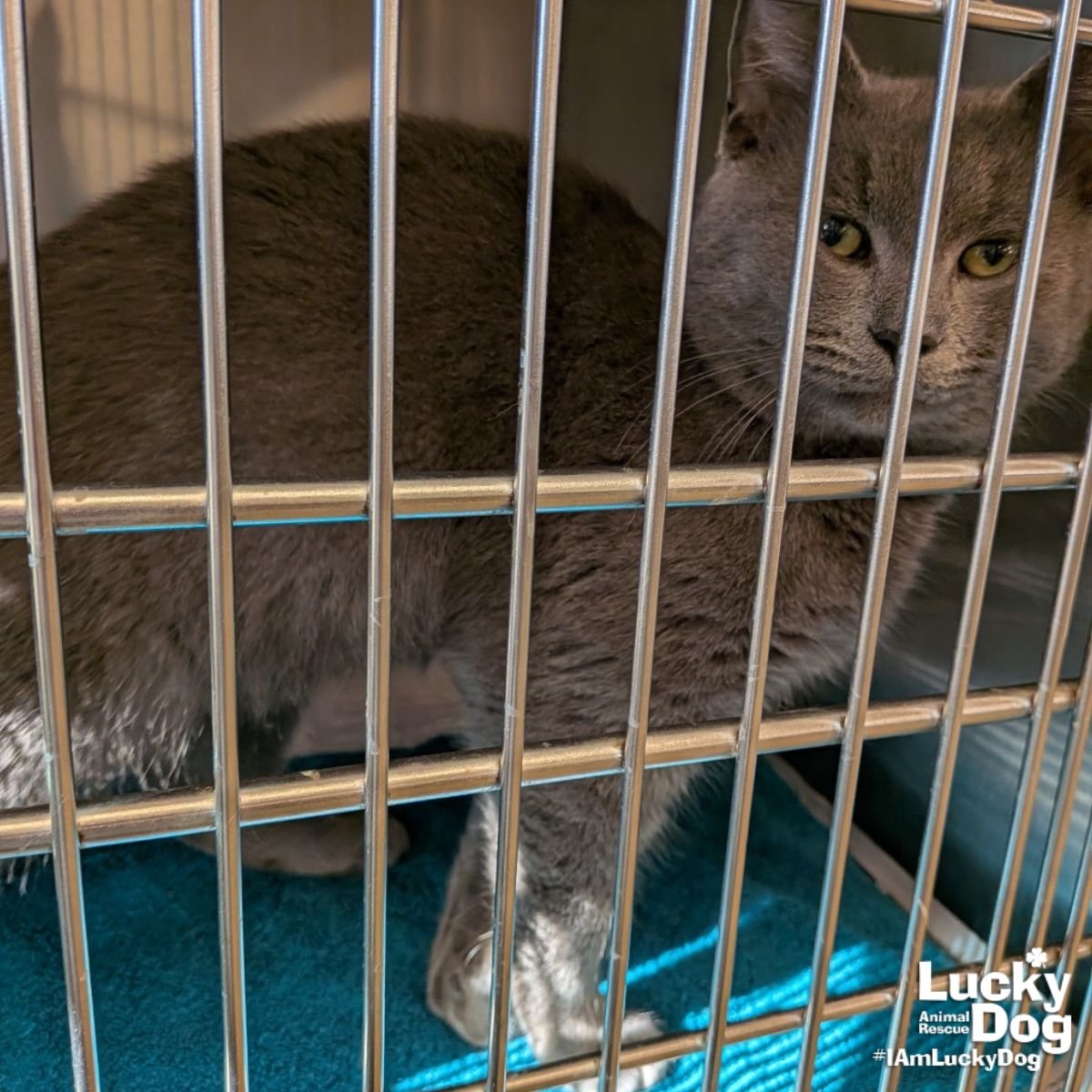 CHARLES LEE - Domestic Short Hair available for adoption