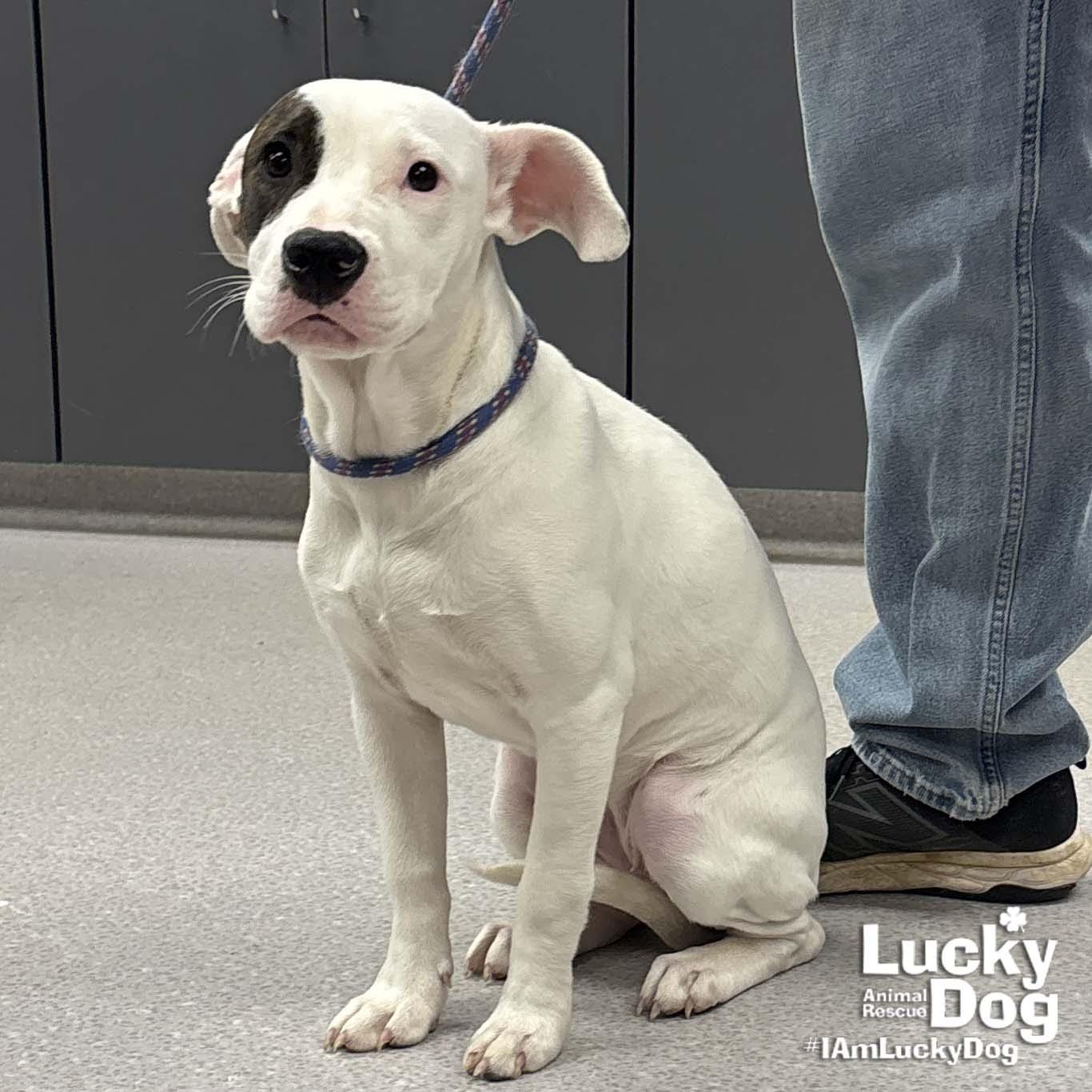 SUGAR - Terrier / Labrador Retriever available for adoption
