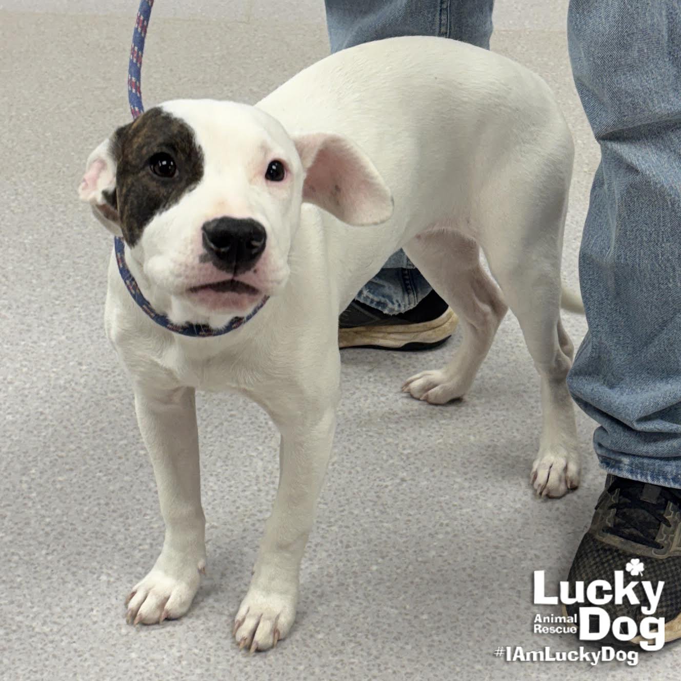 SUGAR - Terrier / Labrador Retriever available for adoption