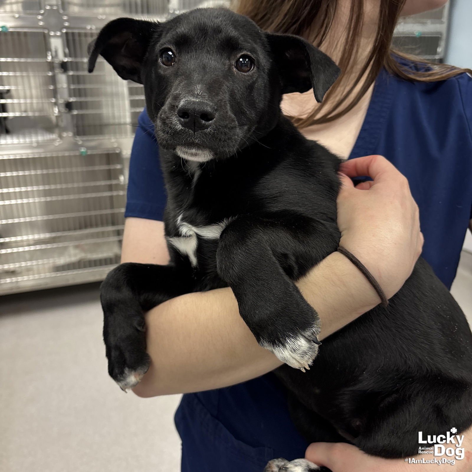 MIRAGE - Labrador Retriever / Corgi available for adoption