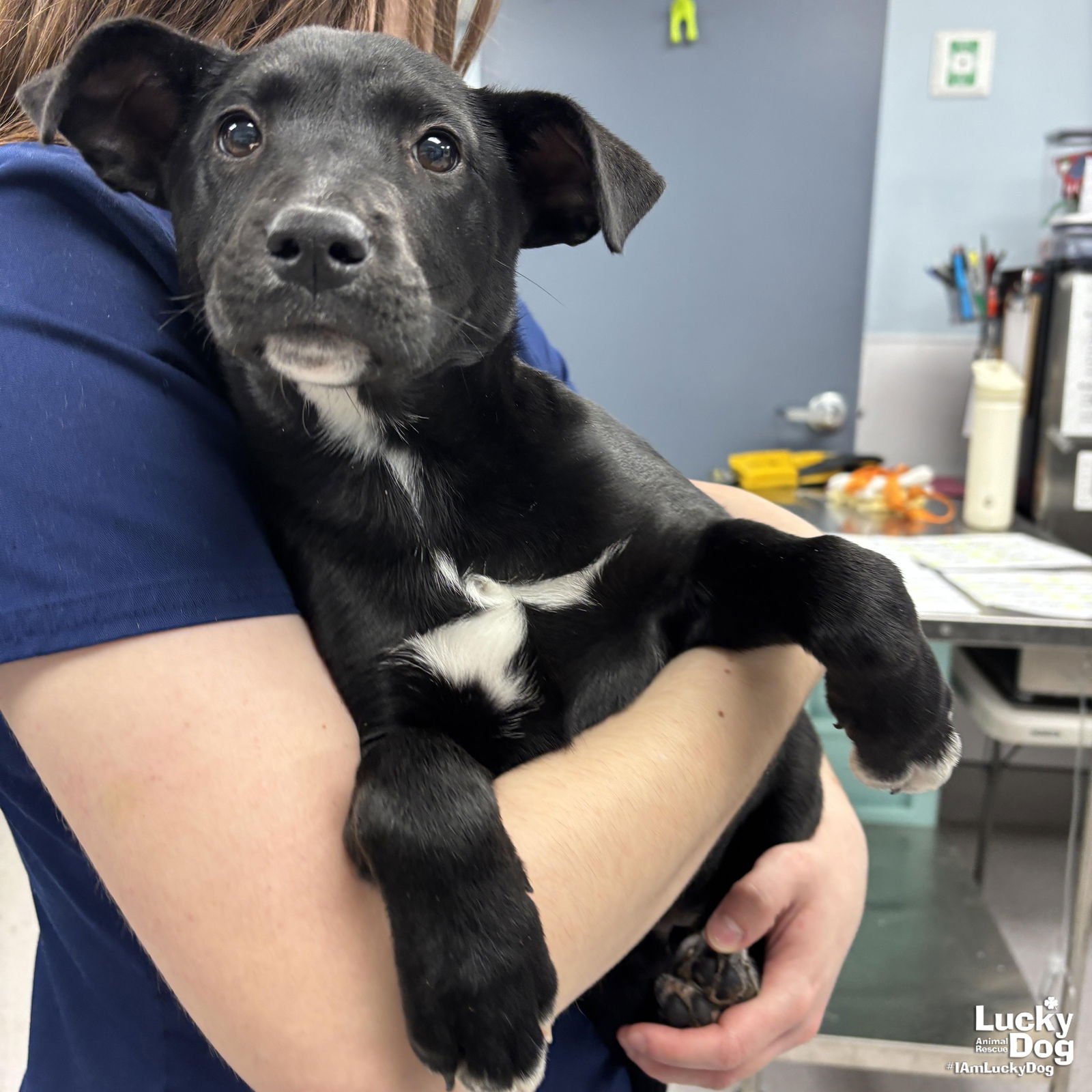 MIRAGE - Labrador Retriever / Corgi available for adoption