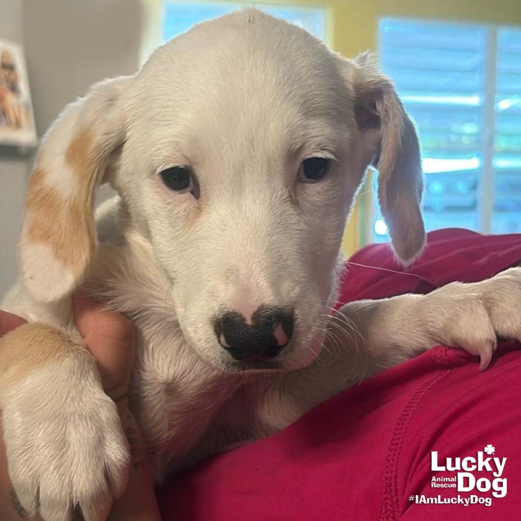 OPAL - Basset Hound available for adoption