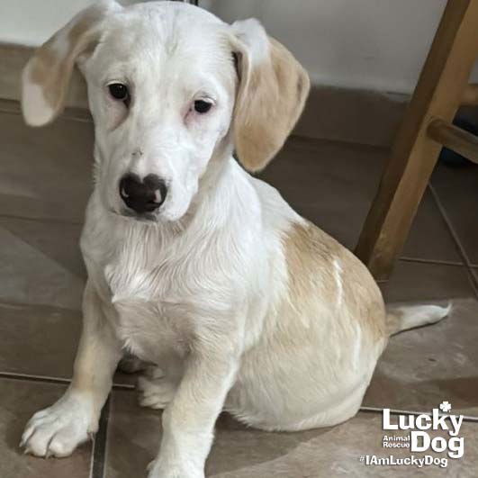 OPAL - Basset Hound available for adoption