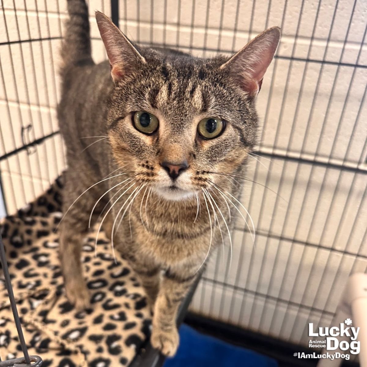 COOKOUT - Domestic Short Hair available for adoption