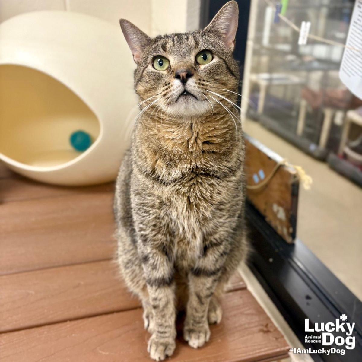 COOKOUT - Domestic Short Hair available for adoption