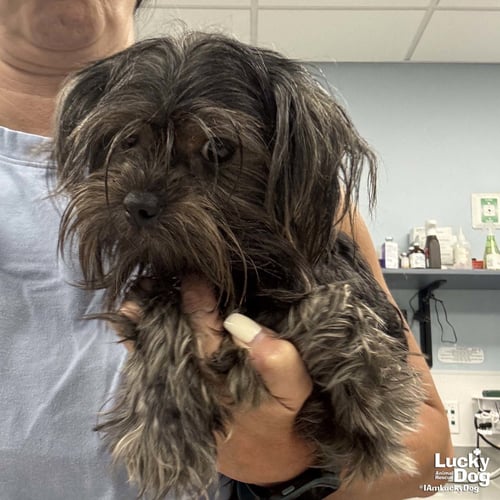 COCO - Shih Tzu available for adoption