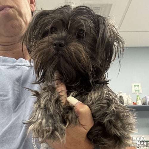 COCO - Shih Tzu available for adoption