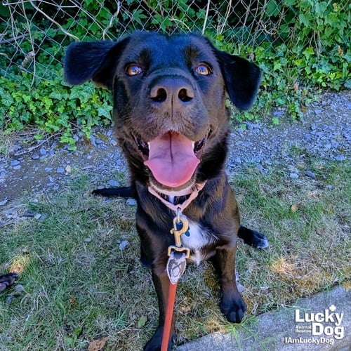 TATOR - Labrador Retriever / Shepherd available for adoption