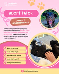 Tator - Photo 4