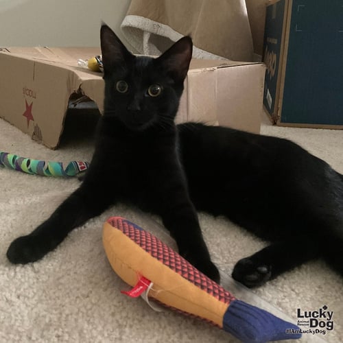 ALVARO - Domestic Short Hair available for adoption