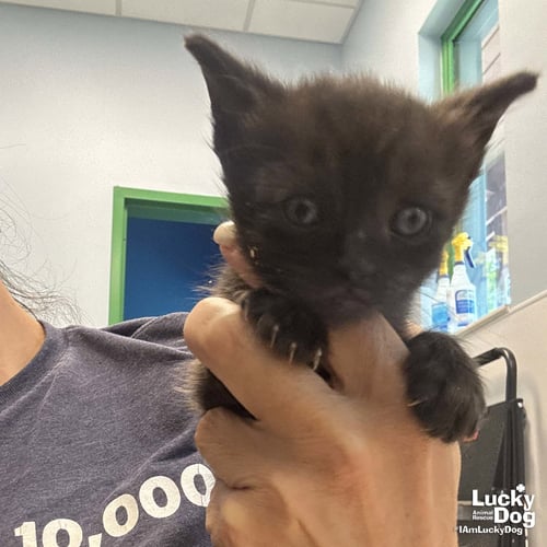 GERBAL - Domestic Short Hair available for adoption
