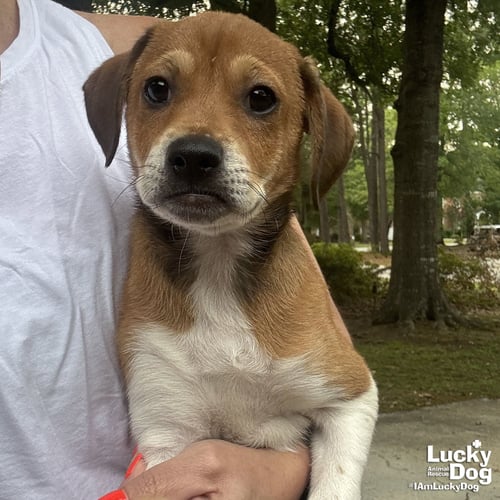 CALLIE - Beagle / Dachshund available for adoption