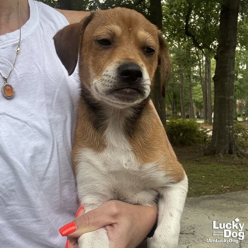CALLIE - Beagle / Dachshund available for adoption