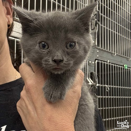 PATRIOT - Domestic Short Hair available for adoption