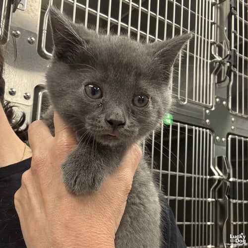 PATRIOT - Domestic Short Hair available for adoption