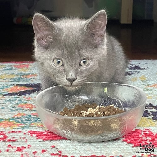 PATRIOT - Domestic Short Hair available for adoption