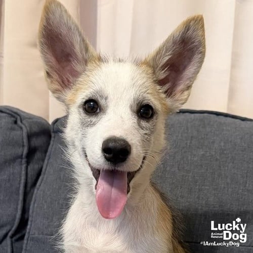 GIANA - Shepherd / Husky available for adoption