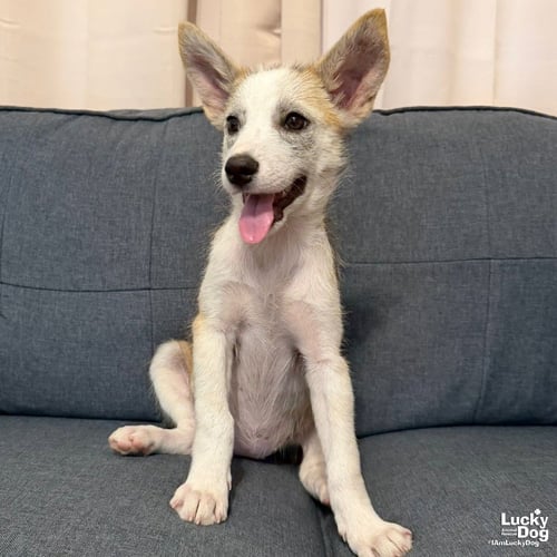 GIANA - Shepherd / Husky available for adoption