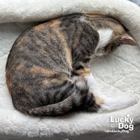 Tully - Photo 3