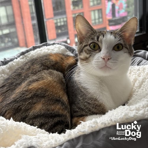 TULLY - Domestic Short Hair available for adoption