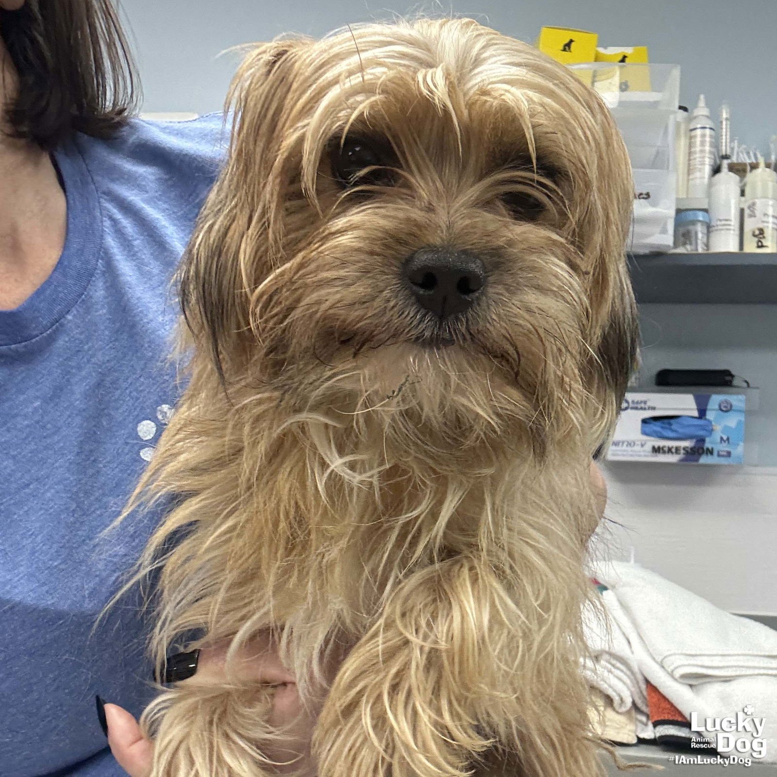 CHEWY - Yorkshire Terrier Yorkie available for adoption