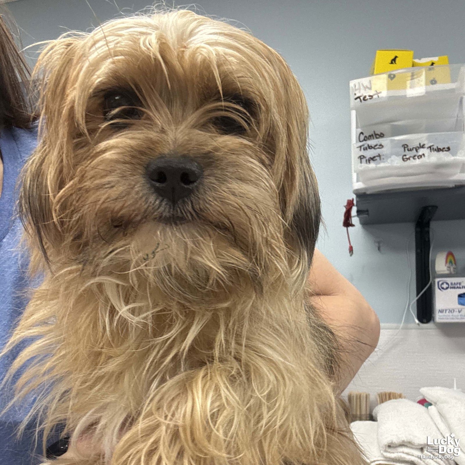 CHEWY - Yorkshire Terrier Yorkie available for adoption