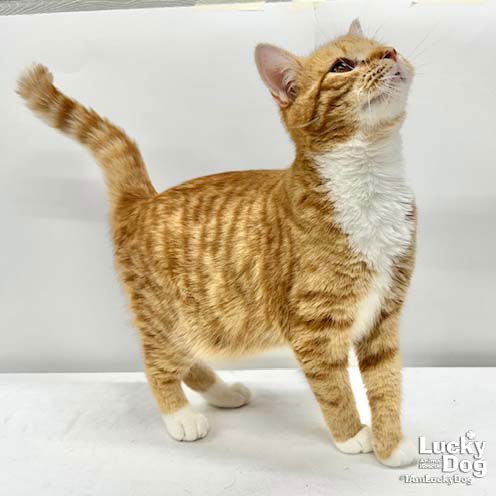 OSCAR - Domestic Short Hair available for adoption