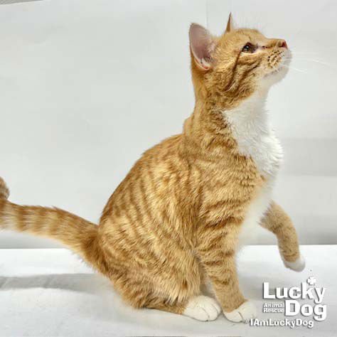 OSCAR - Domestic Short Hair available for adoption