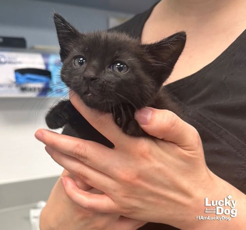 SWAT - Domestic Short Hair available for adoption
