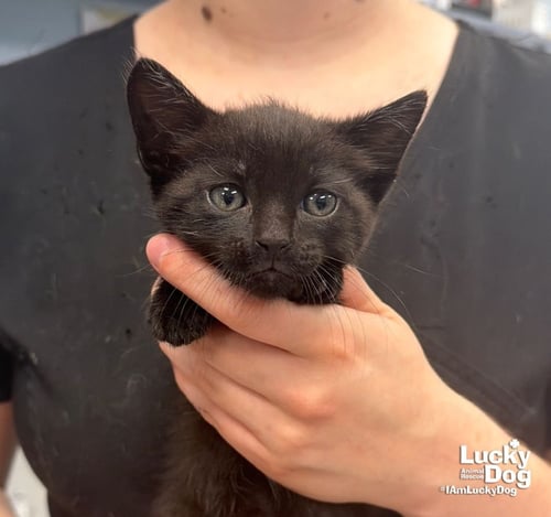SWAT - Domestic Short Hair available for adoption