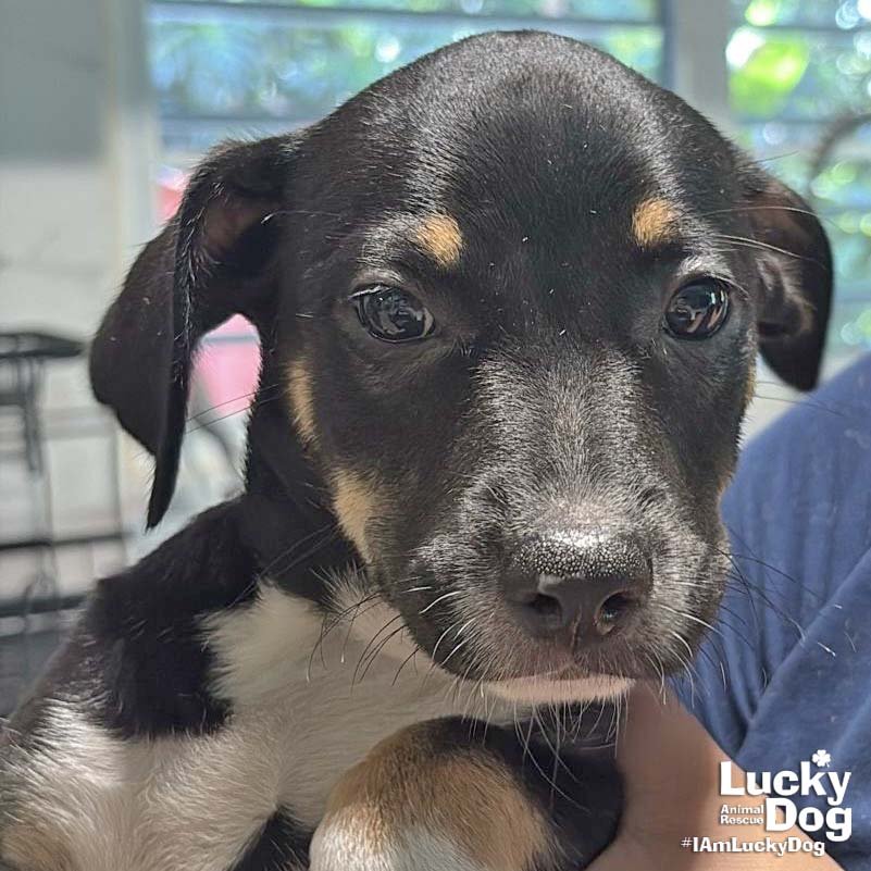 CAMILA - Labrador Retriever available for adoption