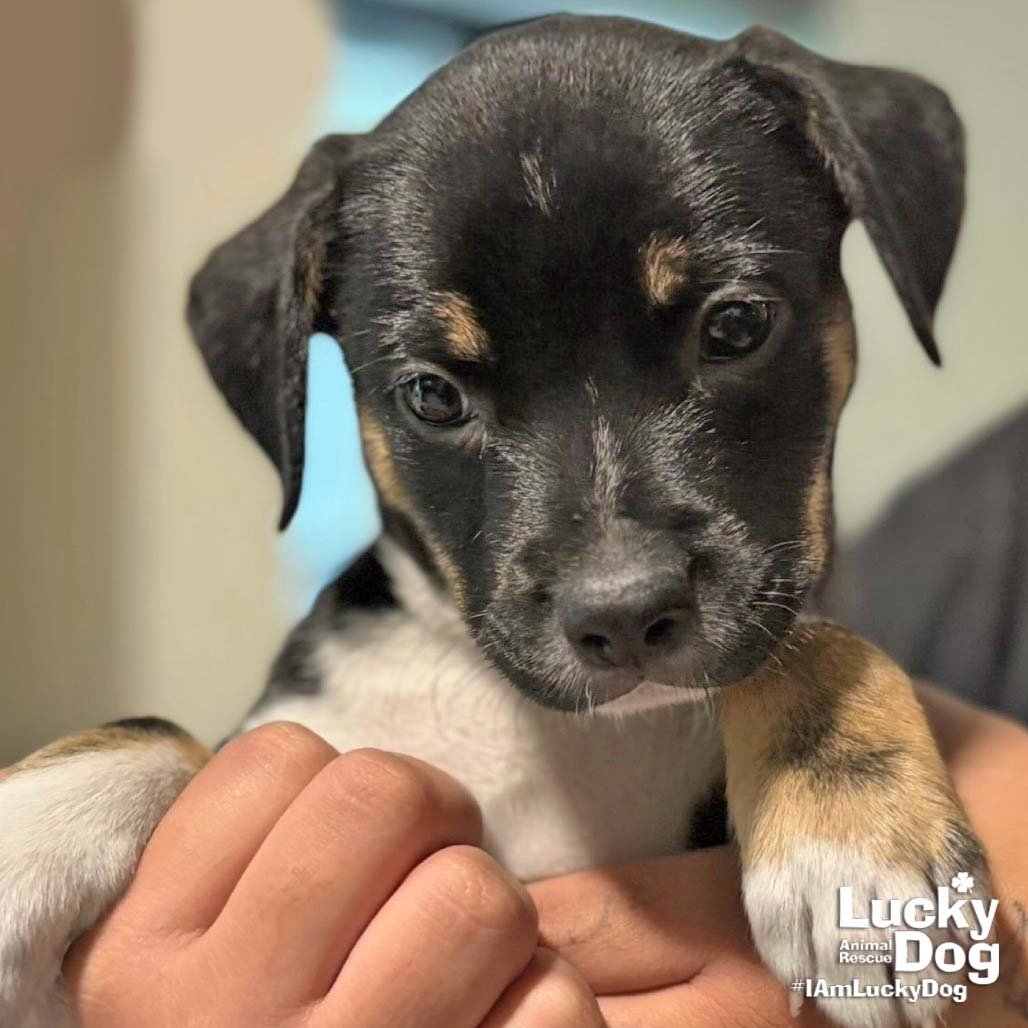 CAMILA - Labrador Retriever available for adoption