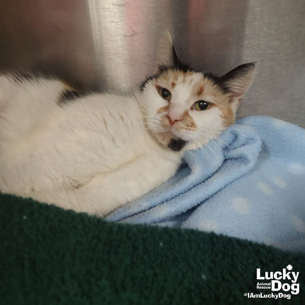 ANDARIEL - Domestic Short Hair available for adoption