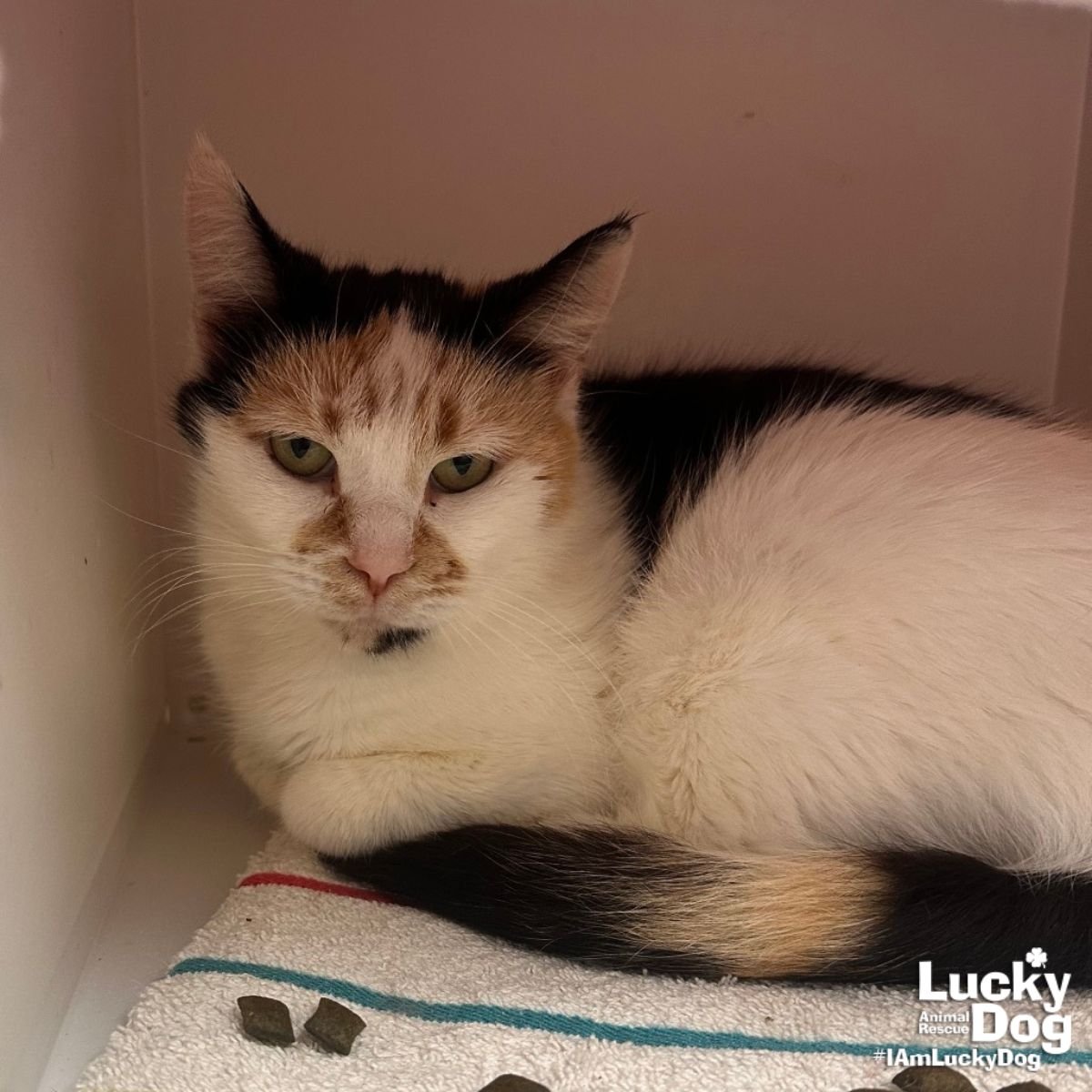 ANDARIEL - Domestic Short Hair available for adoption