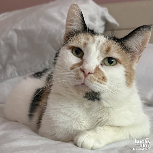 ANDARIEL - Domestic Short Hair available for adoption