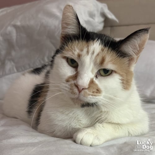 ANDARIEL - Domestic Short Hair available for adoption