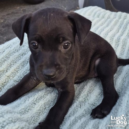 NOOR - Labrador Retriever available for adoption