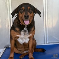 Maya - Photo 1