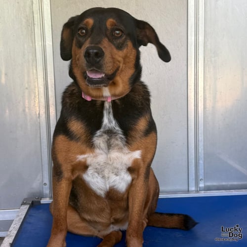 MAYA - Shepherd / Beagle available for adoption