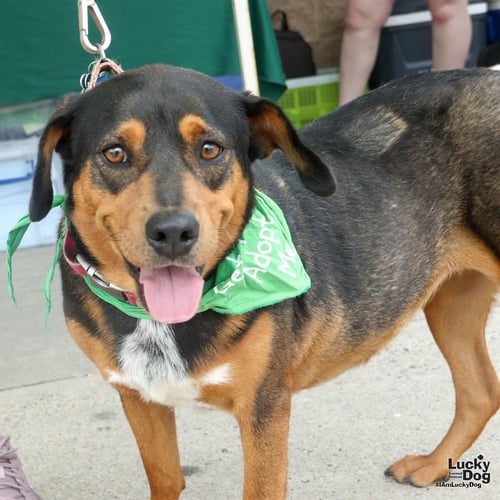 MAYA - Shepherd / Beagle available for adoption