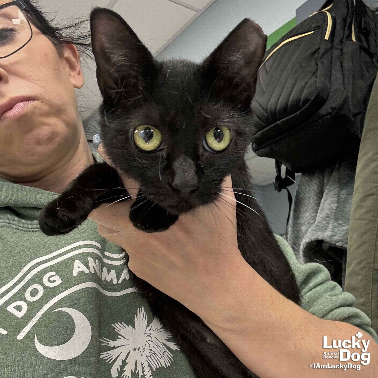 SABRINA - Domestic Short Hair available for adoption