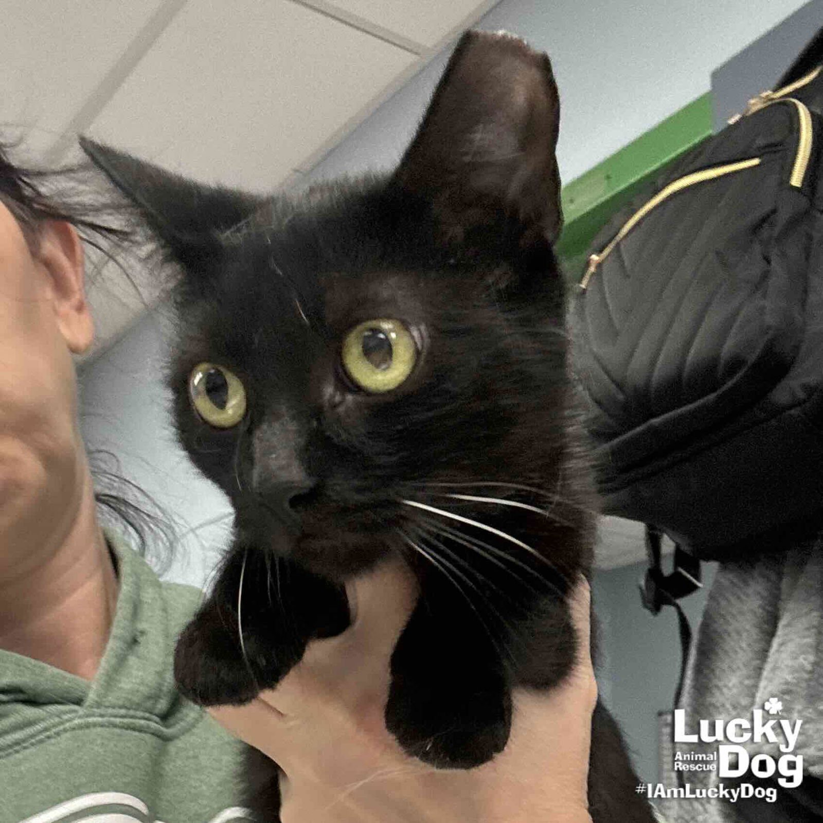 SABRINA - Domestic Short Hair available for adoption