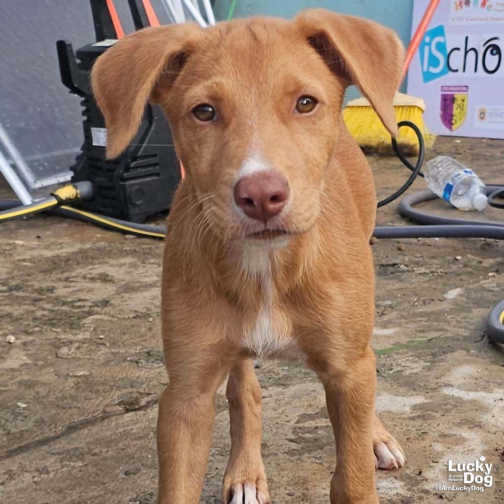 ELI - Shepherd / Labrador Retriever available for adoption