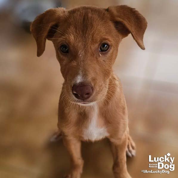 ELI - Shepherd / Labrador Retriever available for adoption