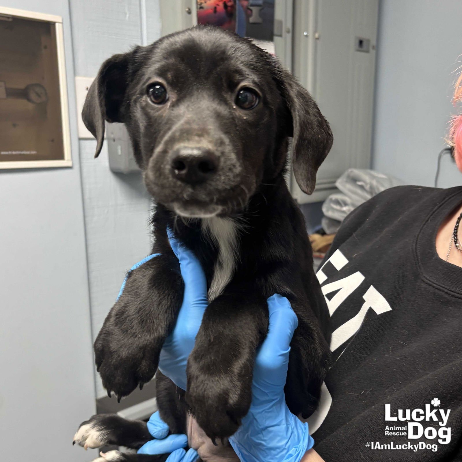 ALICIA - Shepherd / Labrador Retriever available for adoption