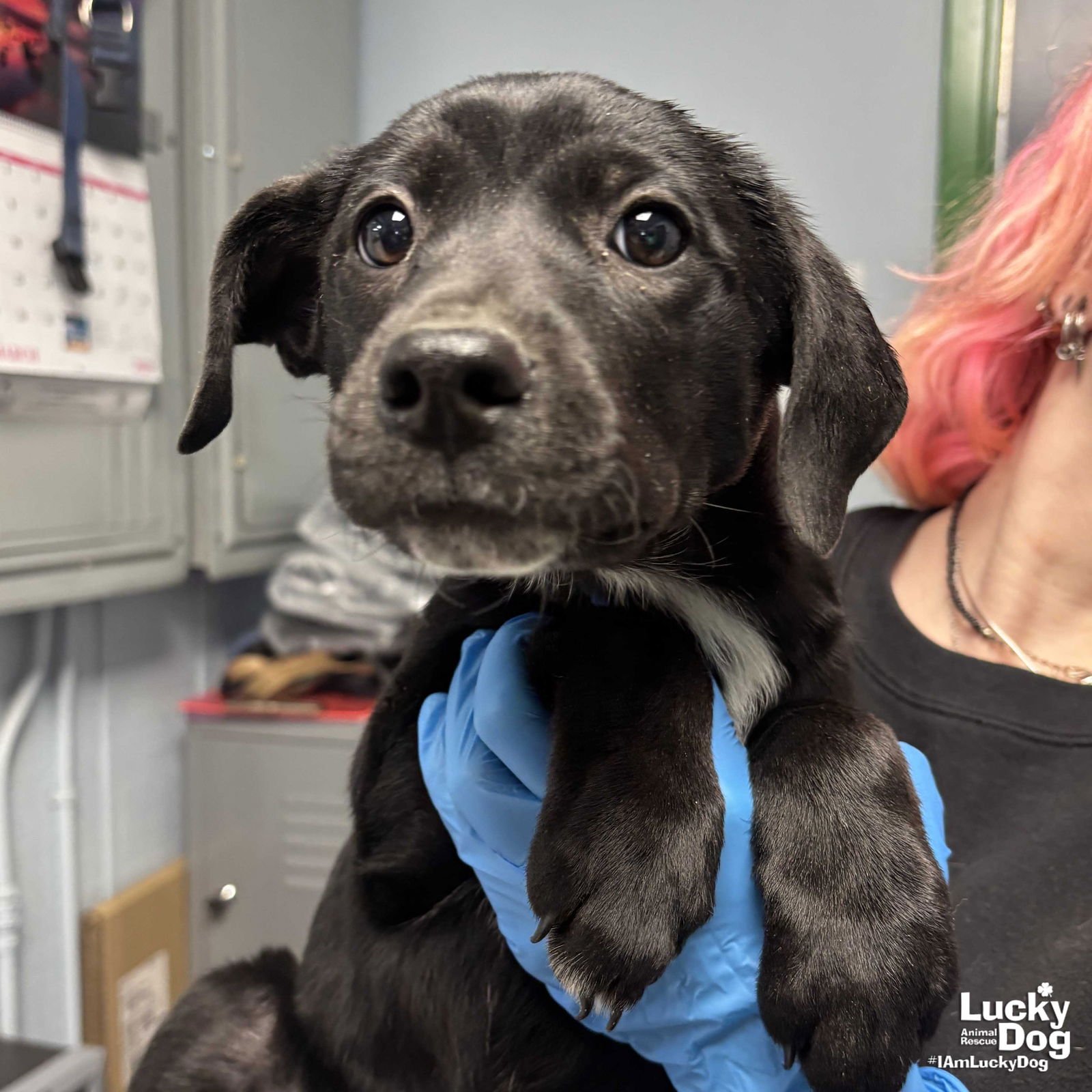 ALICIA - Shepherd / Labrador Retriever available for adoption